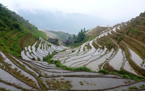 Рисовые поля в Китае на склоне гор
