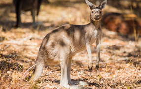 Australian kangaroo stands on dry grass