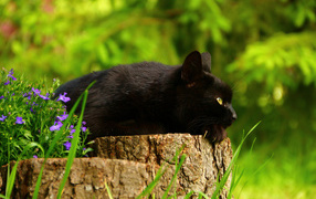 A beautiful black cat lies on a stump