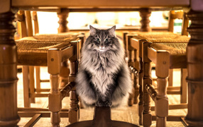 A large gray cat sits under the table