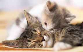A little cute kitten kisses his mom