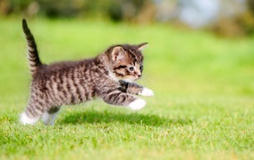 A small gray kitten runs along the green grass