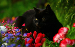 Beautiful black cat in flowers