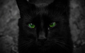 Beautiful black cat with big green eyes