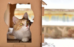 Beautiful red cat in a cardboard box