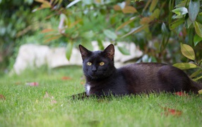 Black cat is lying on the green grass