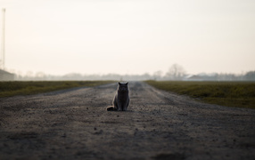 Cat Briton sits on the road