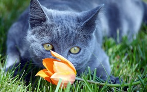 Cat Briton smells orange tulip