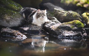 Пушистая кошка на камне у воды 