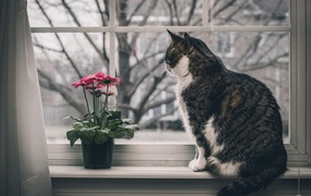 Gray cat and flower on a window sill