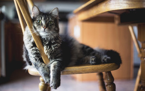 Gray fluffy cat lies on a chair
