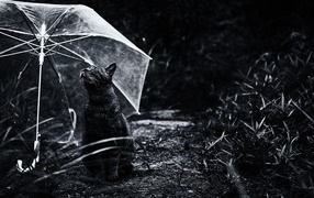 Grey cat under umbrella transparent black - white photo 