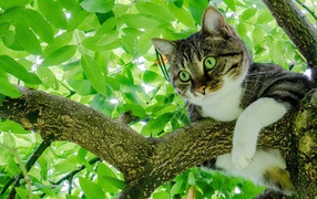 Grey cat with green eyes sitting on a branch 