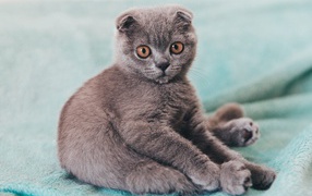 Little British kitten sits on the coverlet