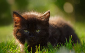 Little black kitten with green eyes in the grass