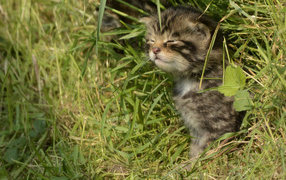 Little gray kitten in the grass