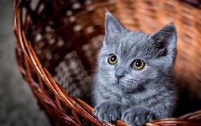 Маленький котенок пепельного цвета в корзине  