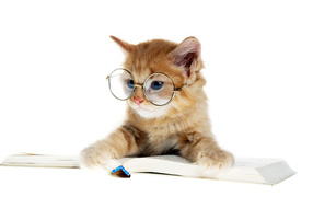 Little kitten with glasses with a book