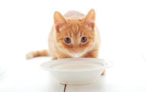 Little red kitten with a bowl of milk