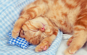 Little sleeping ginger kitten