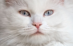 Muzzle of a beautiful white cat with blue eyes