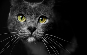 Muzzle of a cat with green eyes