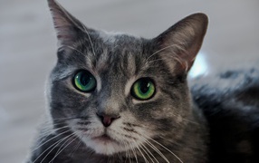 Muzzle of a gray cat with big green eyes