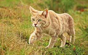 Рыжий кот с зелеными глазами идет по траве 
