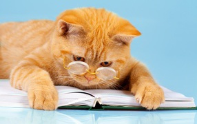Redhead funny cat with glasses with a book