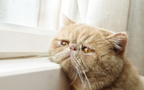 Грустный рыжий персидский кот смотрит в окно