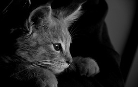 The little kitten in her arms a black and white photo