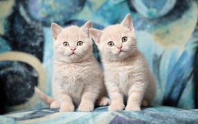Two cute little red kitten