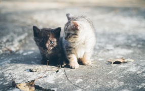 Two little cute kittens sitting on the road