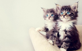 Two small blue-eyed kitten