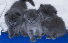 Three little funny gray kittens