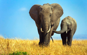 Большая слониха  с маленьким слоненком 