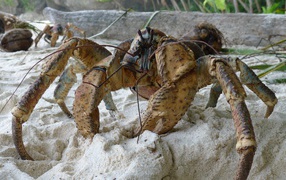 Big crab on the sand close up