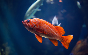 Золотая океаническая рыбка