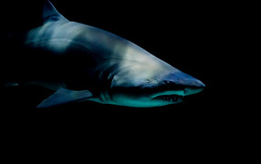 Хищная акула под водой на черном фоне