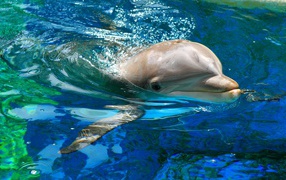 Sweet dolphin swims in the water