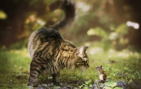 Кошка и бурундук знакомятся в саду