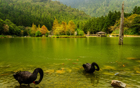 Black swans in a pond against a beautiful green forest, Japan