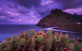 Cacti on the coast in the background of a beautiful purple sky