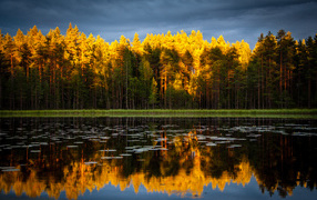 Хвойный лес отражается в чистой воде озера 