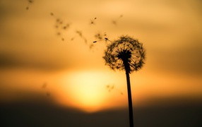 Dandelion at sunset flies in the wind