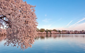 Flowering sakura trees above the water
