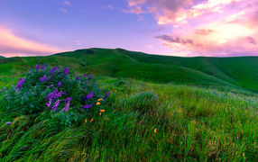 Green meadows, California. USA