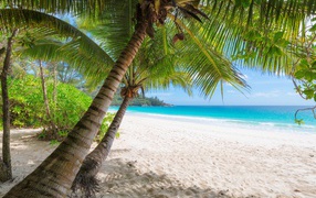 Green palm trees on white sand on the ocean in the tropics