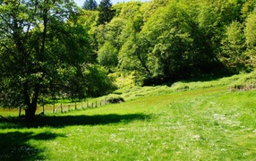 Green trees and grass in the summer