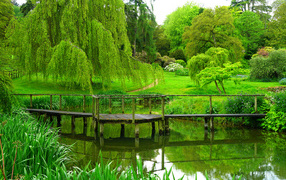 Green trees over the old bridge near the pond in the park